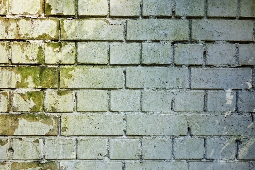 Five Signs of Mold Infestation in Your Home